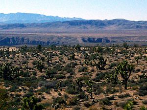 Beaver Dam Wash 2007