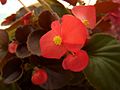 Begonia semperflorens-cultorum