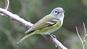 Blue-headed Vireo (8088895251).jpg