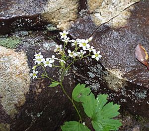 Boykinia aconitifolia Brook saxifrage.JPG