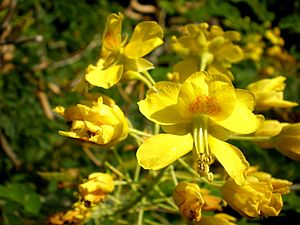 Caesalpinia mexicana 3c.JPG