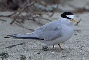 California Least Tern