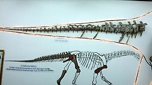 Caudal vertebrae Tangvayosaurus hoffeti.jpg