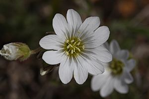 Cerastium arvense 5620