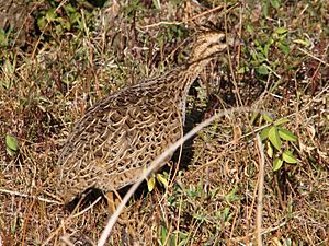 Chilean Tinamou.jpg