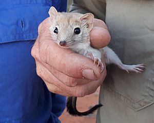 Crest-tailed mulgara (Dasycercus cristicauda) closeup