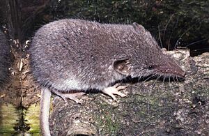 Crocidura suaveolens 12456867.jpg