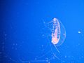 Crystal Jelly ("Aequorea Victoria"), Monterey Bay Aquarium, Monterey, California, USA