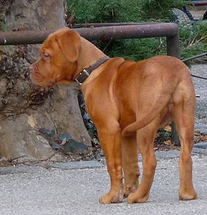 Dogue de Bordeaux Welpe