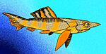 Fallacosteus turnerae.jpg