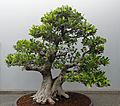 Ficus microcarpa kz3