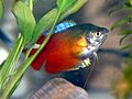 Flame gourami 1