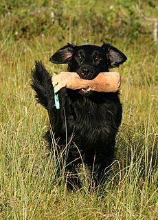 Flat Coated Retriever retrieving