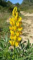 Gelbe LUPINE (Lupinus luteus) Portugal, Algarve