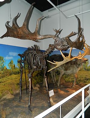 Giant deer skeleton