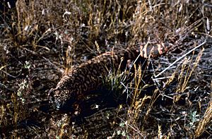 GilaMonster