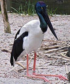 Jabiru Perth Zoo Sept 2005