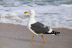 Larus livens 2910976.jpg