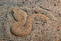 Leaf-nosed viper