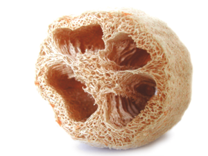 Luffa sponge