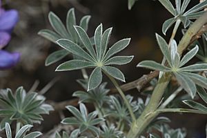 Lupinus excubitus 8181