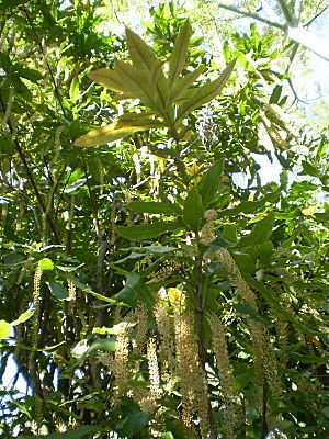 Macadamia tetraphylla branch & flower1