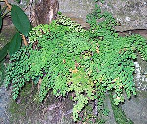 Maidenhair - Chatswood West.jpg