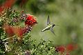 Male Anna's Hummingbird in GGP