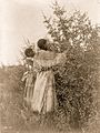 Mandan girls gathering berries