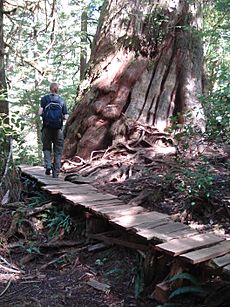 Meares Island boardwalk