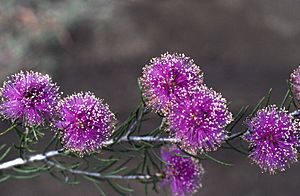 Melaleuca leuropoma.jpg