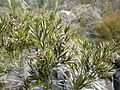 Melaleuca paludicola leaves and fruit