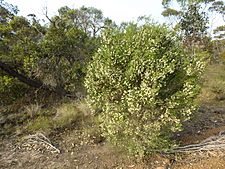 Melaleuca viminea (habit)