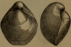 Meristella two views