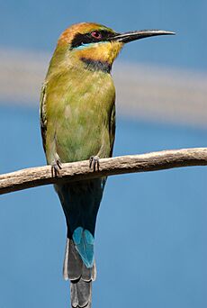 Merops Ornatus - Adelaide Zoo