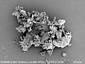 Microscopic House Dust (14218567080)