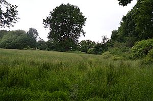 Mill Meadows, Billericay 7.jpg