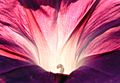 MorningGlory-Pink-1