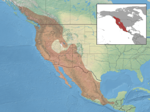 Myotis californicus distribution.png