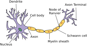 Neuron