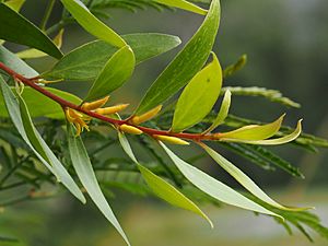 Persoonia conjuncta.jpg