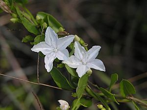 Pinelands Jacquemontia NPSPhoto, S.Zenner (9102083596).jpg