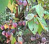 Prunus mexicana-fruits-leaves.jpg