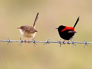 Red-backed fairywren 7684-4x3