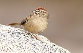 Rufous-crownedSparrow-1JAN2018