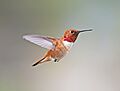 Rufous Hummingbird, male 01