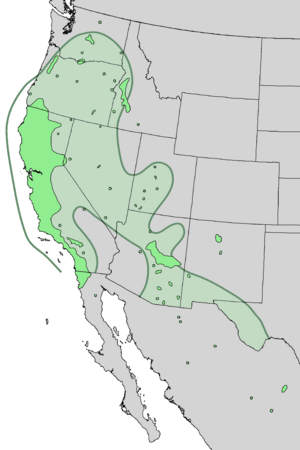 Salix lasiolepis range map 3.png