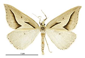 Samana acutata male.jpg