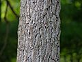 Sassafras albidum Trunk Bark 3264px