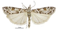 Scoparia petrina male2.jpg